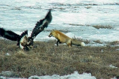 3-Fox lunges for Eagle