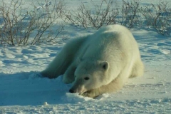 polar bear on rd3