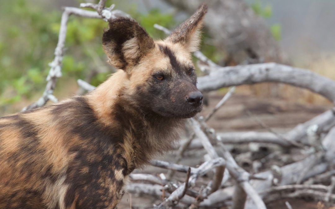 African Painted Wolf