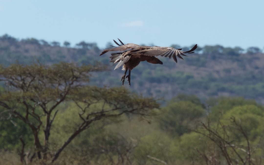 Vultures