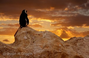 African Penguin